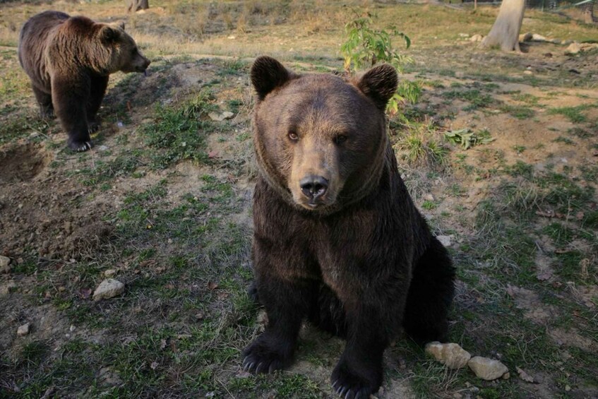 A bear sitting on the ground with grass and rocks around it. 1