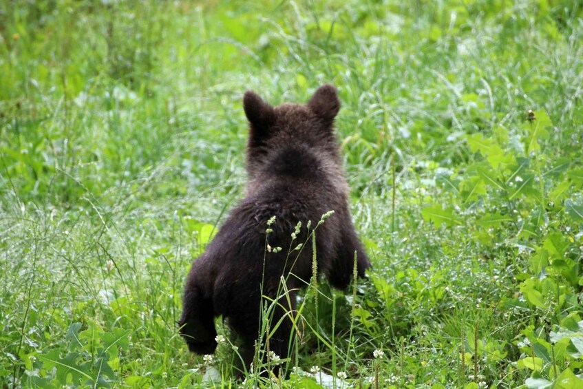 A bear walking through a grassy field. 4