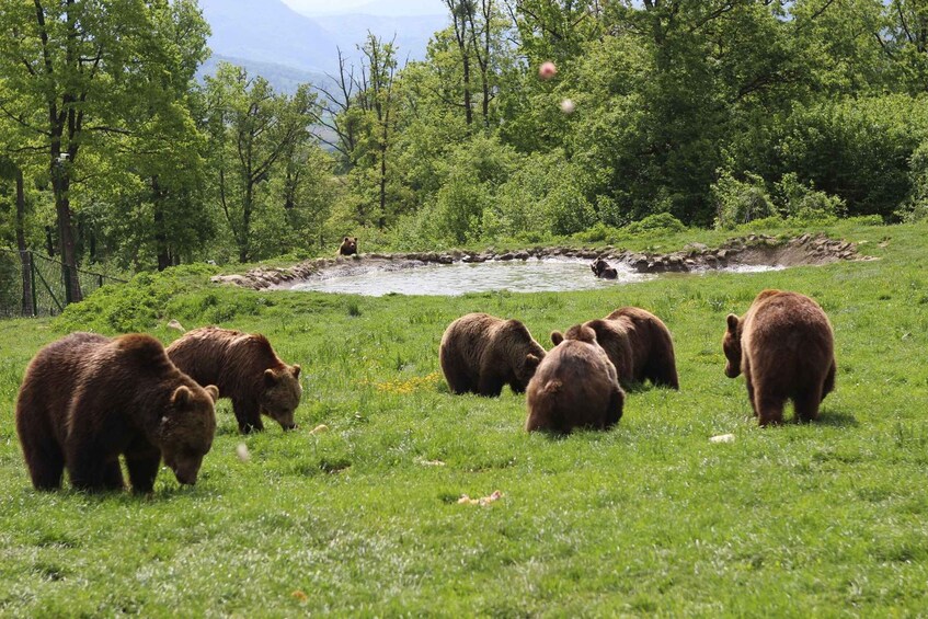 A group of bears in a grassy field with a river and trees in the background. 2