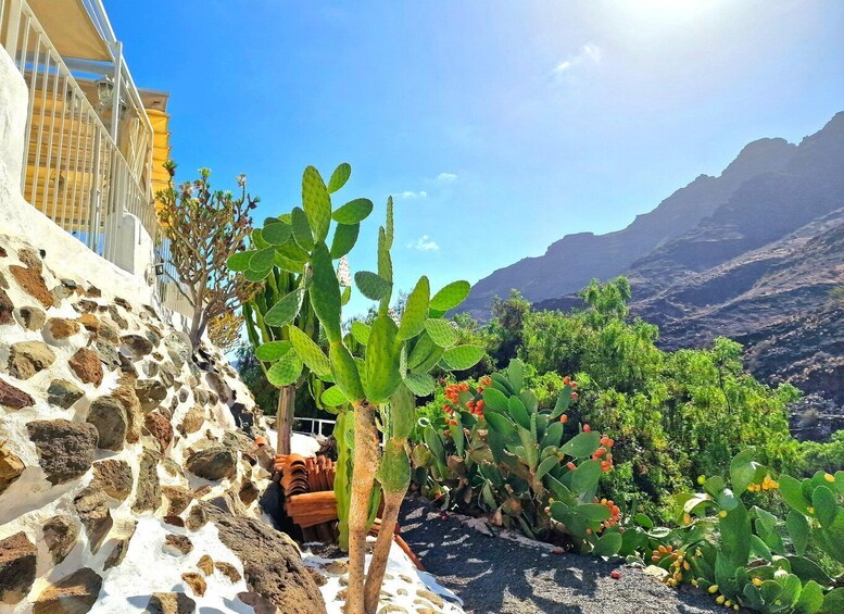 A garden with cacti and a stone wall. 2