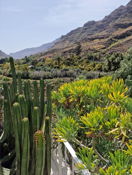 A desert landscape with cacti and yucca plants, a white fence, and mountains in the background. 3