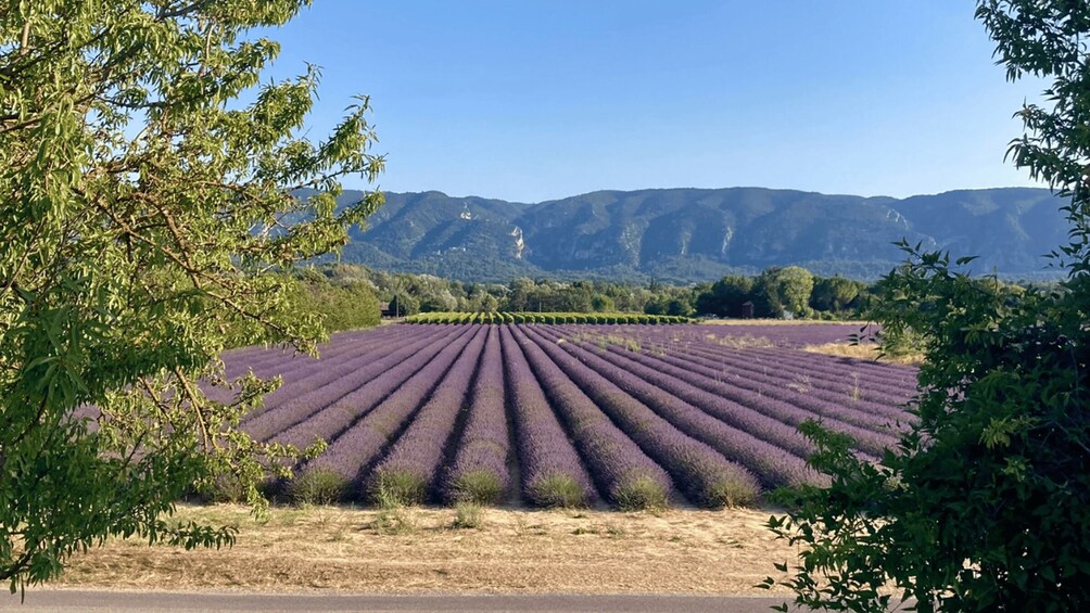 A lavender field with rows of plants, surrounded by trees and mountains in the background. 1