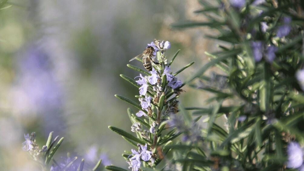 Picture 1 for Activity Luberon: Beekeeping-themed Bike Tours with a Live Guide 5