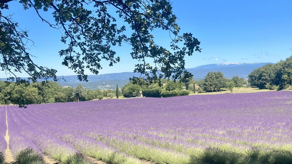 A lavender field with trees and mountains in the background. 3