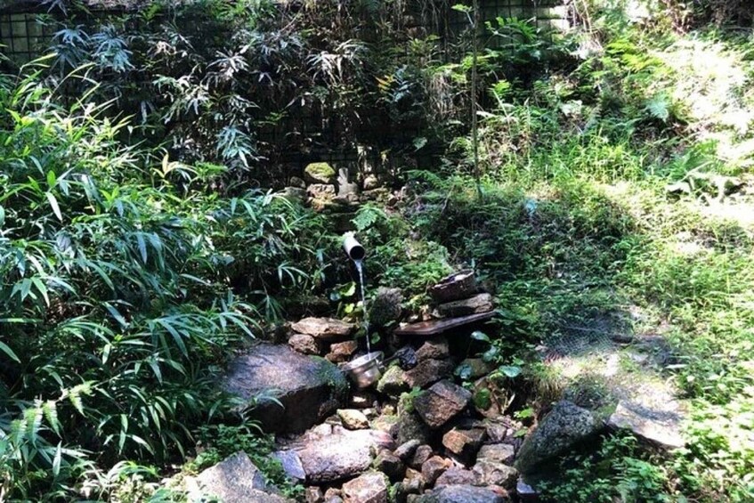 A rocky stream with dense foliage. 5