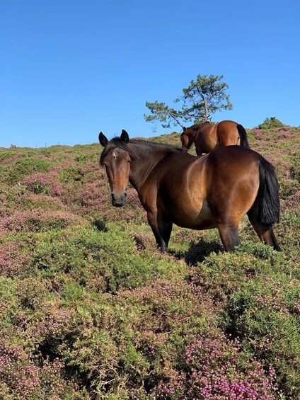 Picture 2 for Activity Studland: Horseback Ride Through Scenic Heathland 5