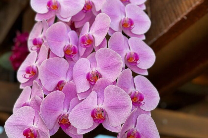 Whitsunday Shore Excursions : Family Coffee Farm Tour 5