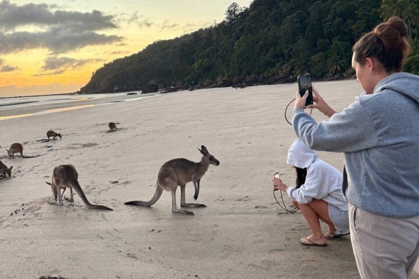 A beach with kangaroos and a person taking a photo. 1