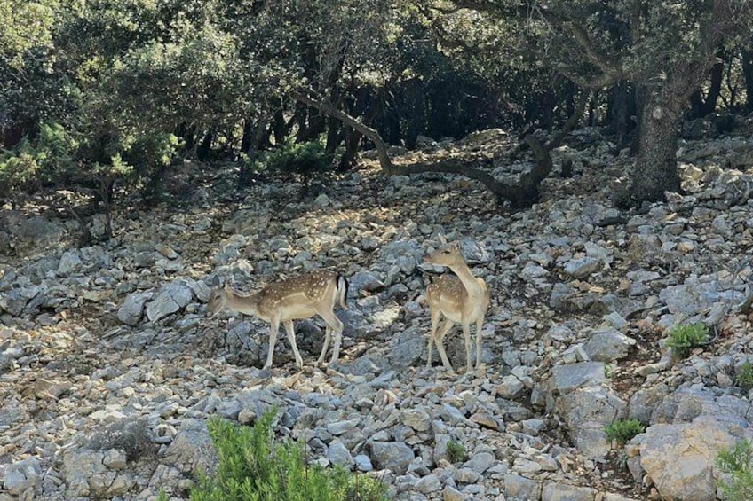 Two deer in a rocky terrain with trees in the background. 5