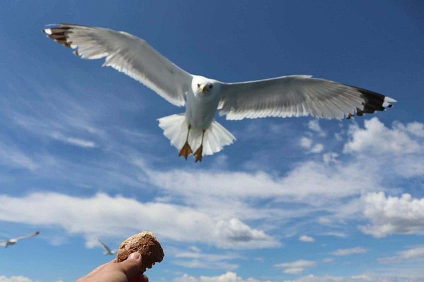 A seagull flying in the sky with clouds. 2