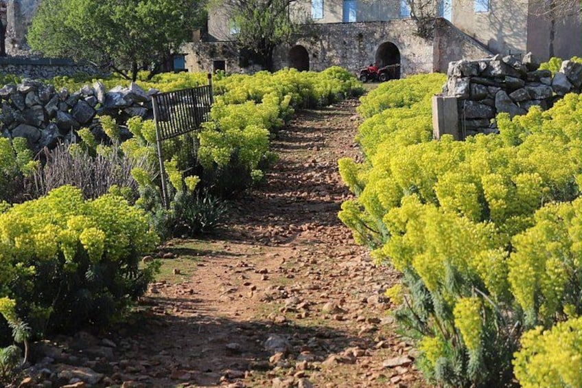 A garden path with yellow flowers, a stone wall, and a building with arched windows in the background. 3