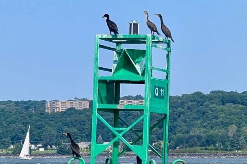 A green metal structure with birds perched on top, a sailboat in the water, and buildings in the background. 1