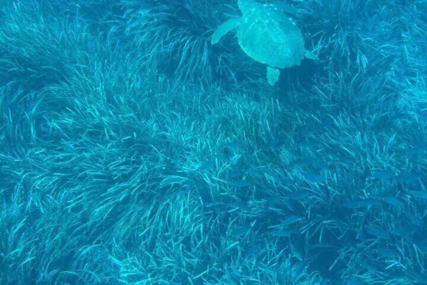 A turtle swimming in clear blue water. 2