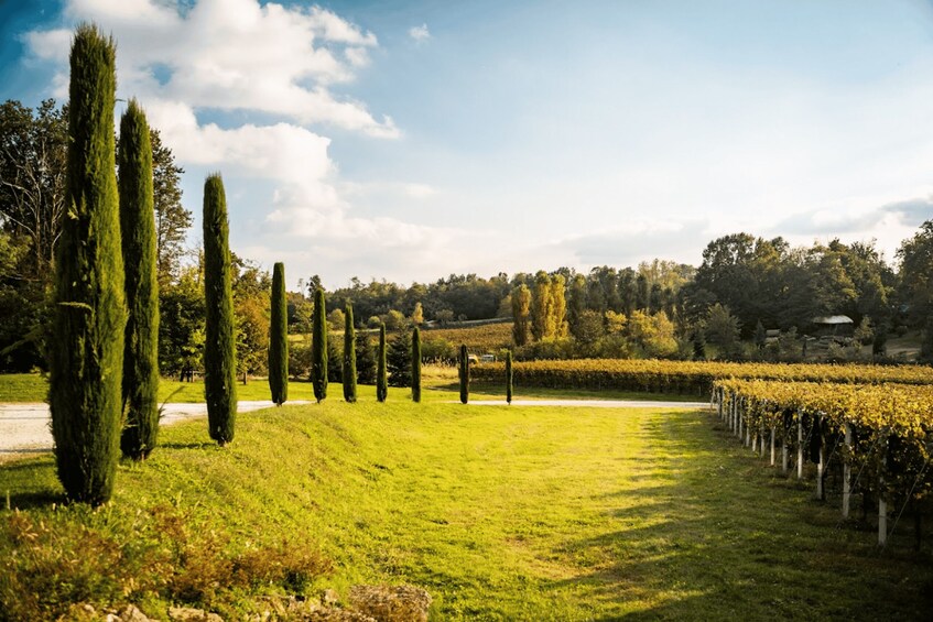 Cascina Ronchetto - Cellar Tour & Wine Tasting in Morazzone 1