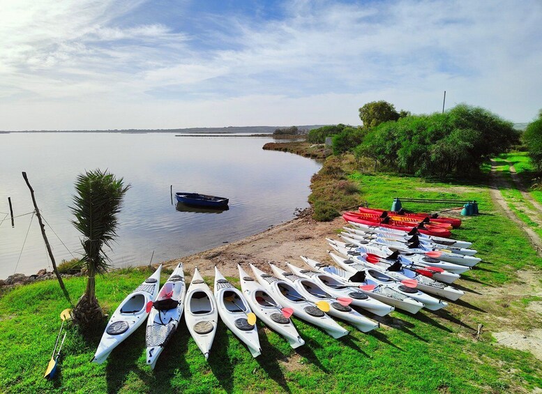 Picture 1 for Activity Cabras Lagoons: Kayaking and Birdwatching 2