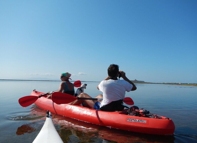 Picture 4 for Activity Cabras Lagoons: Kayaking and Birdwatching 5
