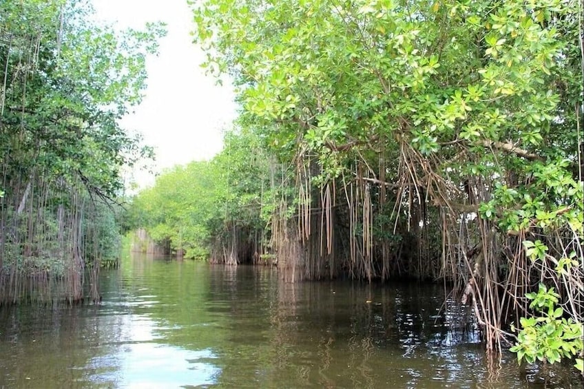 Une forêt de mangroves à la végétation luxuriante, bordée d’eau. 3