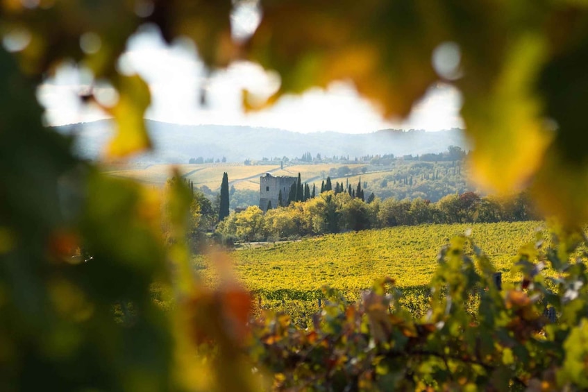 A vineyard with a castle in the background. 2