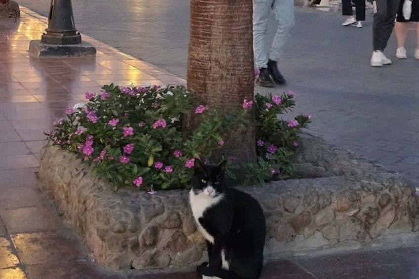 Hurghada City Guided Tour with Local Market and Shopping Stop 2