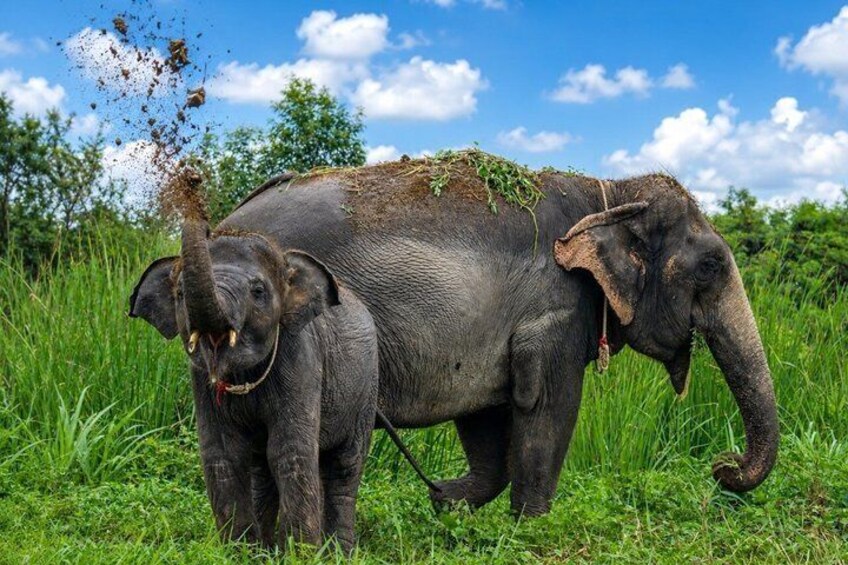 Bangkok Elephant Sanctuary Ethical Elephant Sanctuary in Bangkok 1
