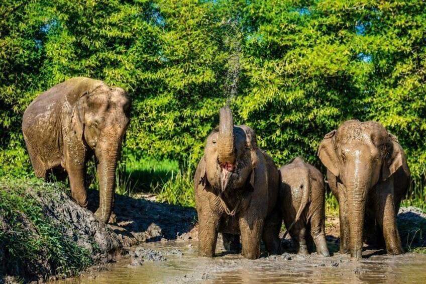 Bangkok Elephant Sanctuary Ethical Elephant Sanctuary in Bangkok 5