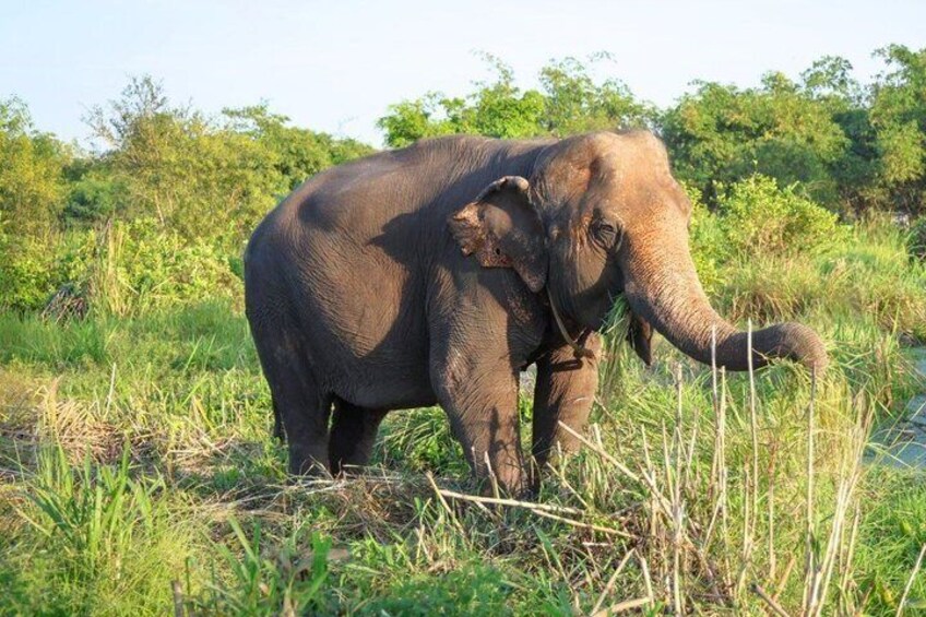 Bangkok Elephant Sanctuary Ethical Elephant Sanctuary in Bangkok 3