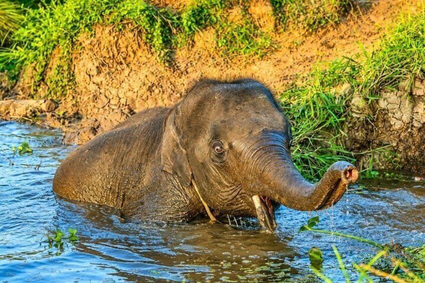Bangkok Elephant Sanctuary Ethical Elephant Sanctuary in Bangkok 4