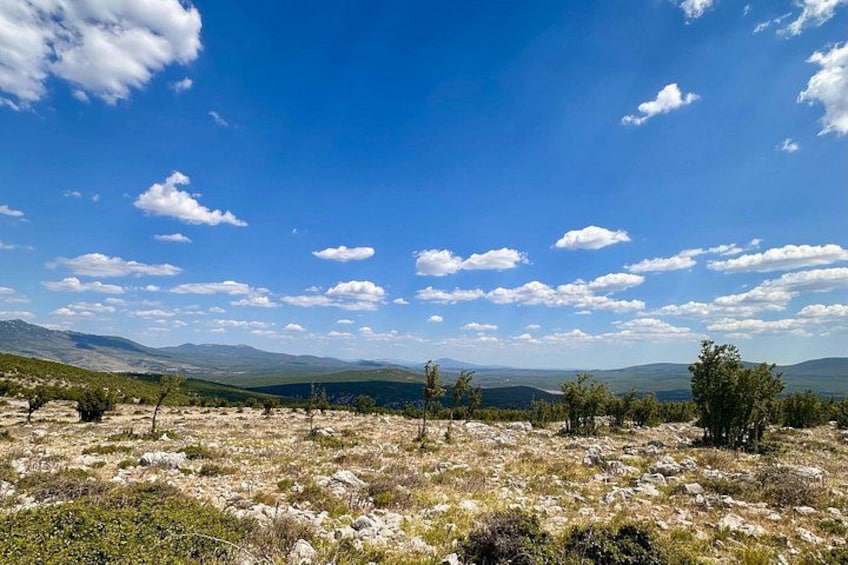 A grassy field with scattered trees and distant mountains under a blue sky with clouds. 4