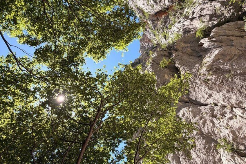 A rocky cliff with green foliage and sunlight filtering through. 2