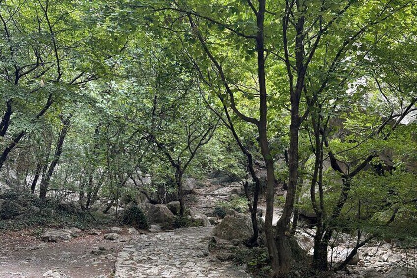 A forested area with a rocky path and dense green foliage. 1