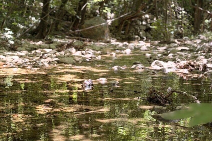 A pond with rocks and a frog in the water. 3