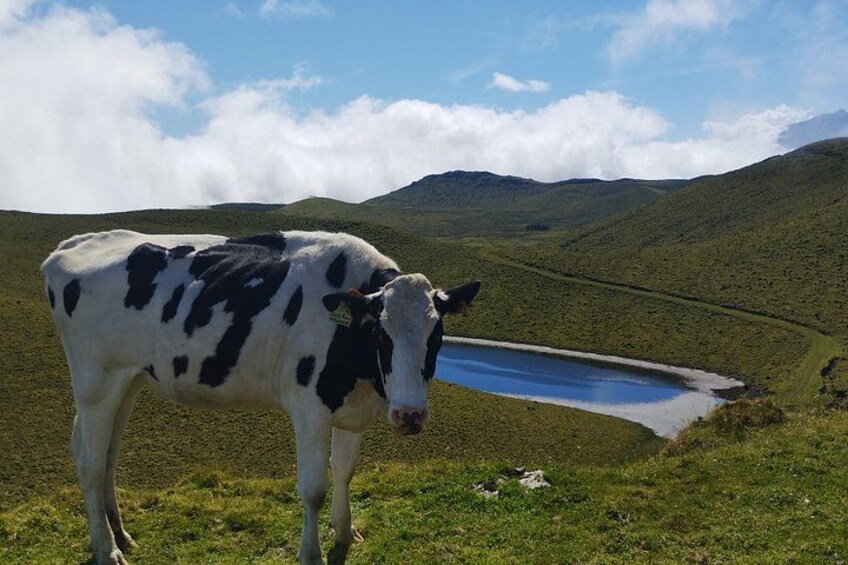 A cow standing on a grassy hill with a lake and mountains in the background. 4