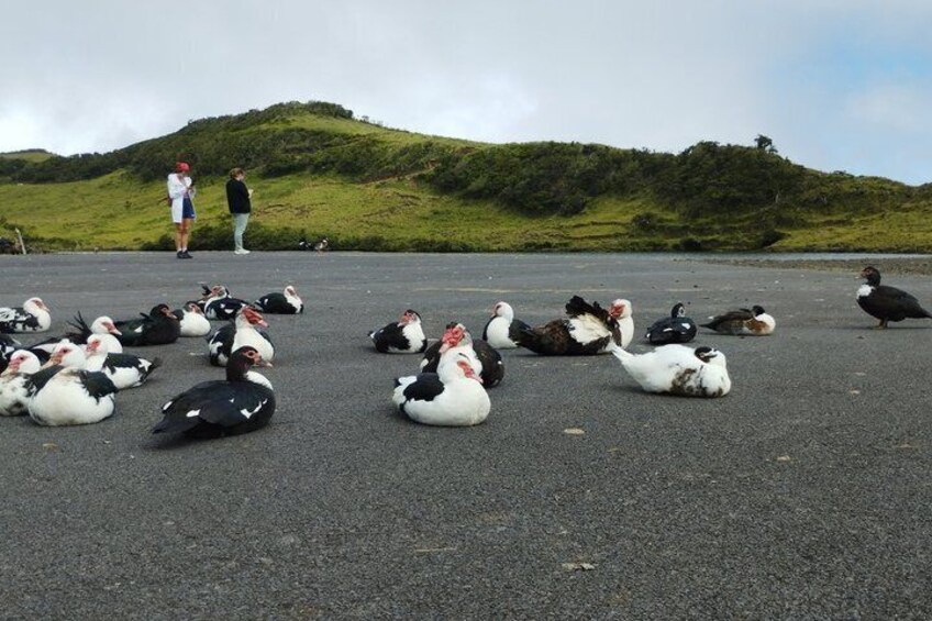 A group of birds on a paved surface with a hilly landscape in the background. 2