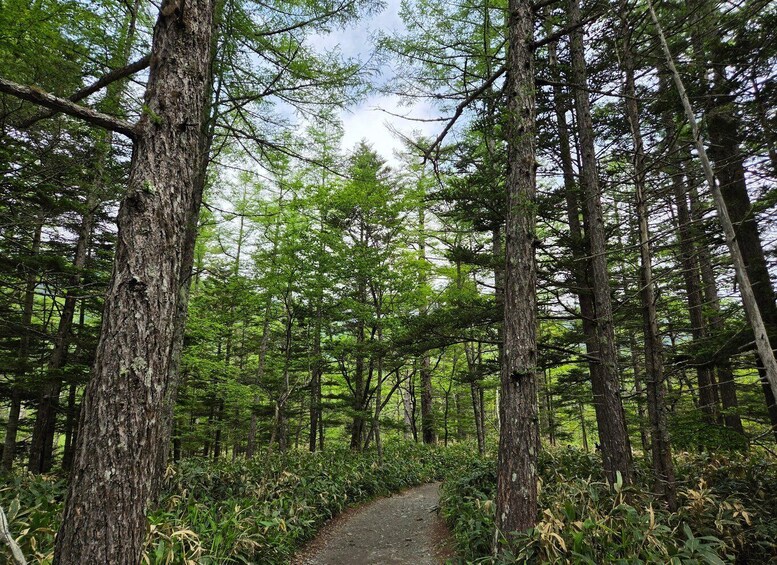 A forested path surrounded by tall trees and dense underbrush. 4
