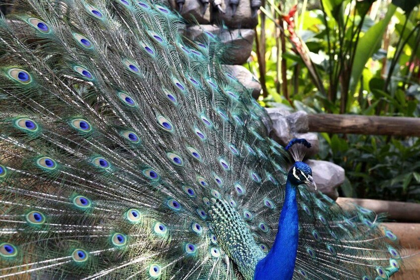 A peacock with a vibrant blue neck and a full display of iridescent tail feathers. 3