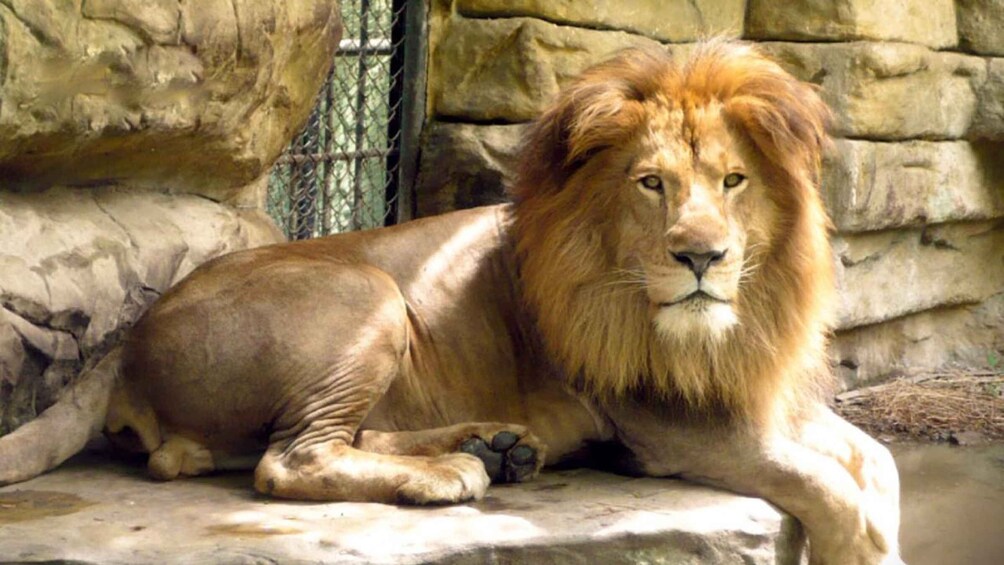 A lion lying down on a rock with a stone wall in the background. 2