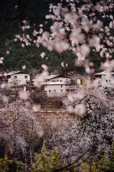 A village with traditional houses amidst cherry blossom trees. 3