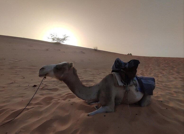 A camel resting on a sandy dune with a sunset in the background. 5