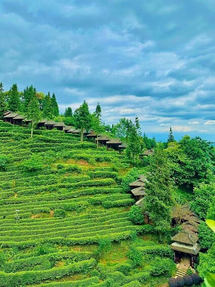 Terraced tea plantations with traditional wooden buildings. 1