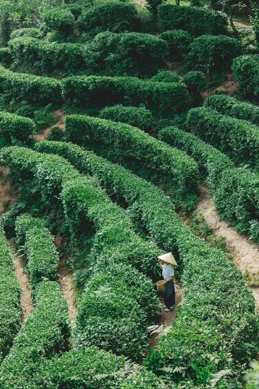 A person walking through a tea plantation with rows of tea bushes. 3