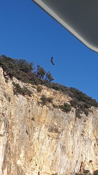 A cliff with sparse vegetation and a bird in flight against a clear blue sky. 2