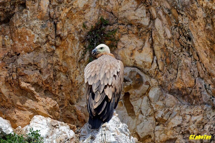 Picture 12 for Activity Punat Golden Excursions tour to Wild Bays or Plavnik, max 12 3