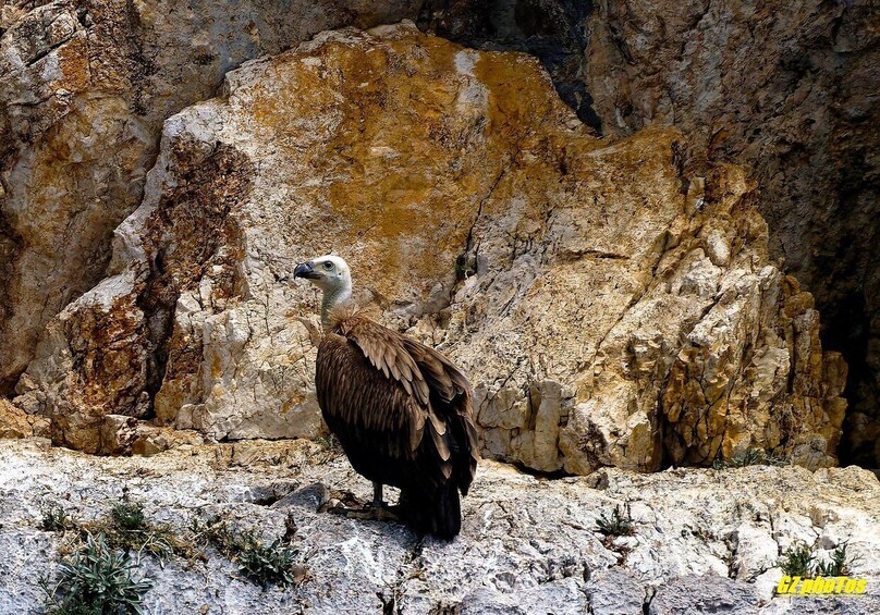 Picture 13 for Activity Punat Golden Excursions tour to Wild Bays or Plavnik, max 12 5