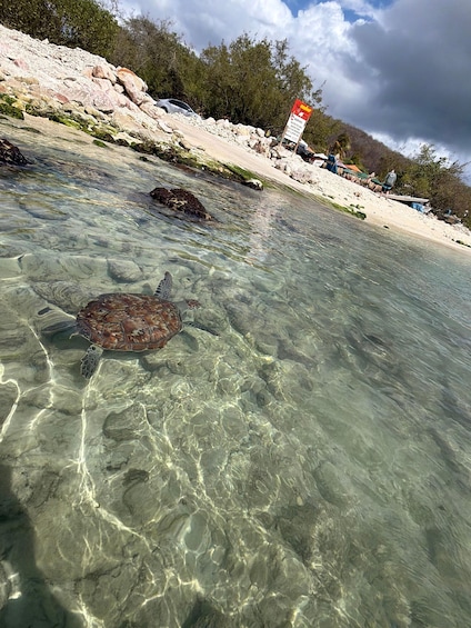 A turtle swimming in clear shallow water near a rocky beach with a sign in the background. 2
