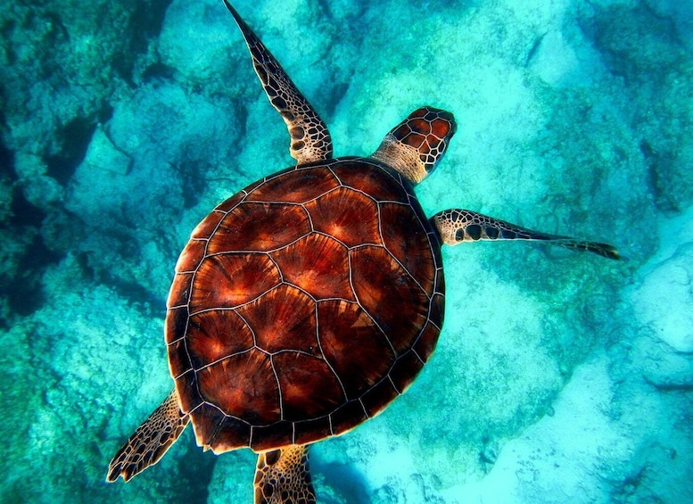 A sea turtle swimming underwater. 1