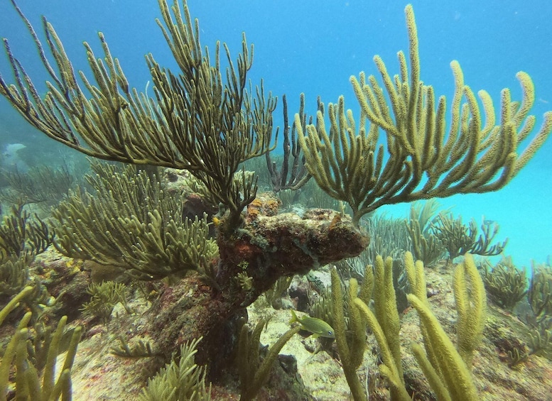 An underwater scene with branching coral formations and a rocky substrate. 3