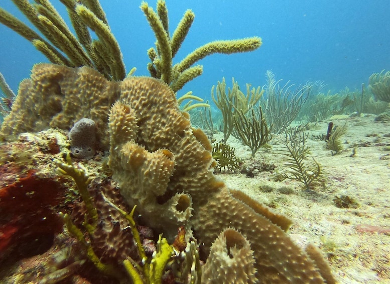 A coral reef with various types of corals and marine plants. 4
