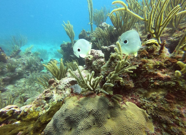 A coral reef with two fish swimming among the corals. 2