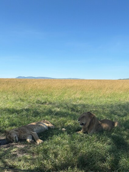 Two lions resting in a grassy savannah with a clear sky and distant mountains. 1