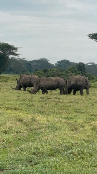 Three rhinos grazing in a grassy field with trees in the background. 2